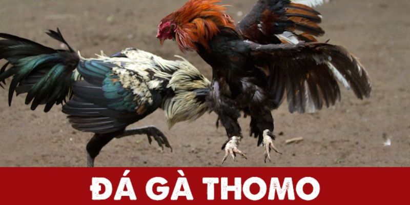 Đá Gà Thomo – Sân Chơi Đỉnh Cao Của Giới Đam Mê Đá Gà 1 da ga thomo dai dien
